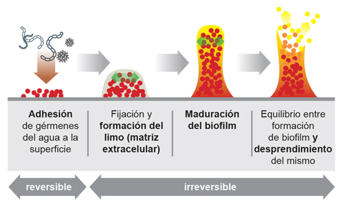 ¿Cómo se forman las biopelículas?
